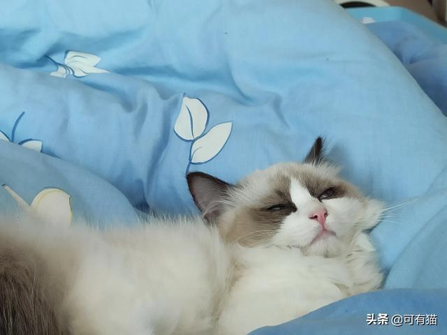 布偶猫多少钱一只，养一只布偶猫一个月需要多少费用