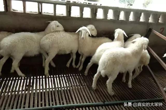 养羊的优势有哪些，明年打算在家搞养殖，养羊怎么样，20头羊的成本多少钱