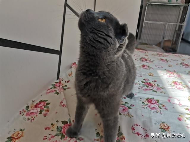 蓝猫:为什么说蓝猫是最不值钱的猫？ 蓝猫英短