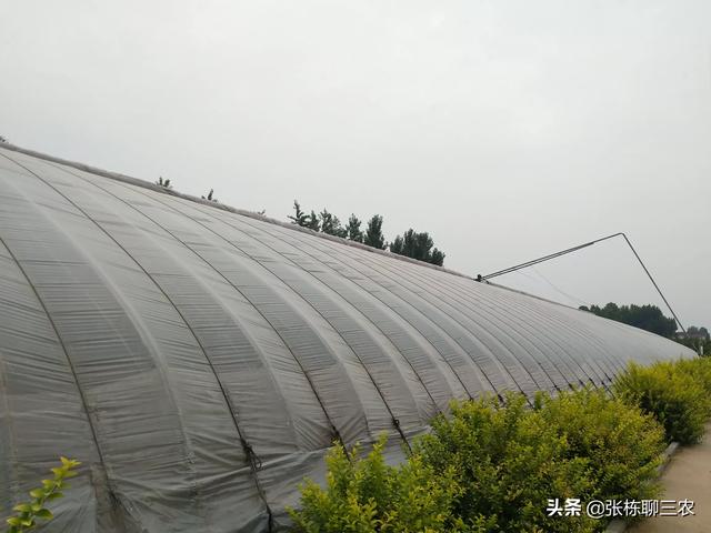 头条问答 种植蔬菜 用什么肥料做底肥好 37个回答