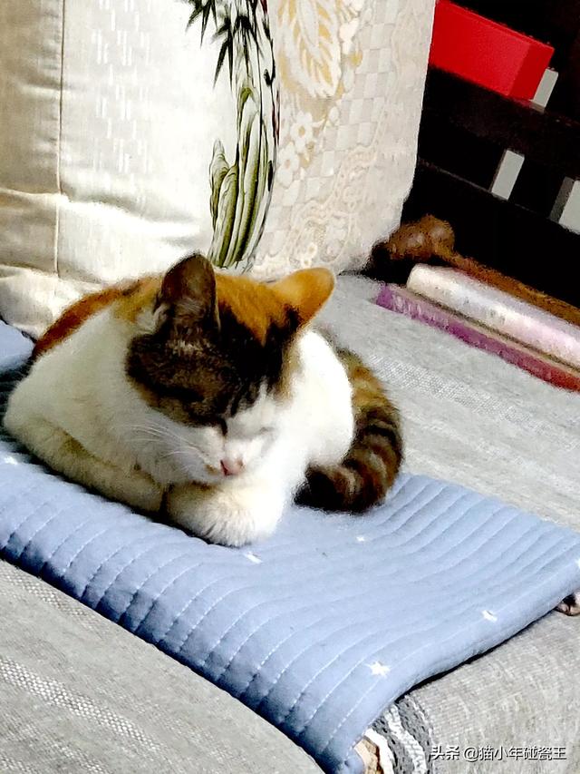 你什么时候被猫的智商震惊了？插图38