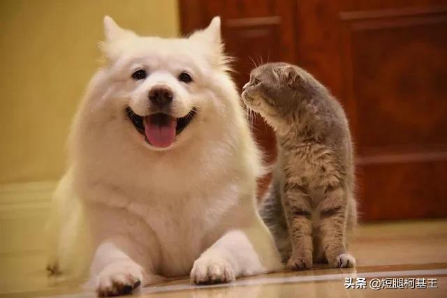 萨摩耶犬好养吗,最近想养个萨摩耶，好养吗？