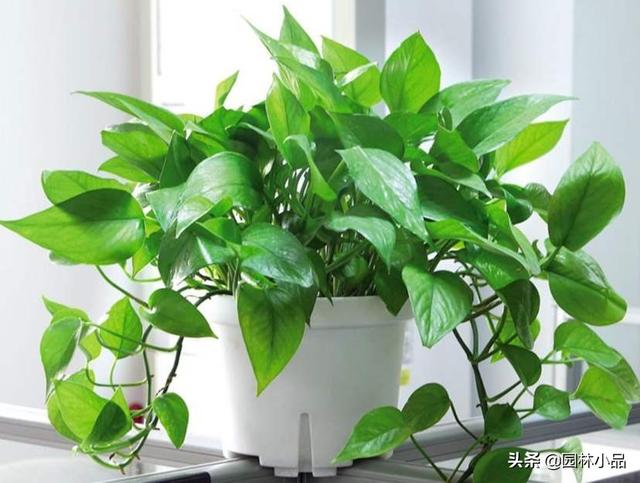 室内假山,见不到阳光,通风也不好,种什么植物较好？