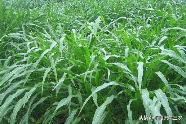 春天给羊种什么草好？