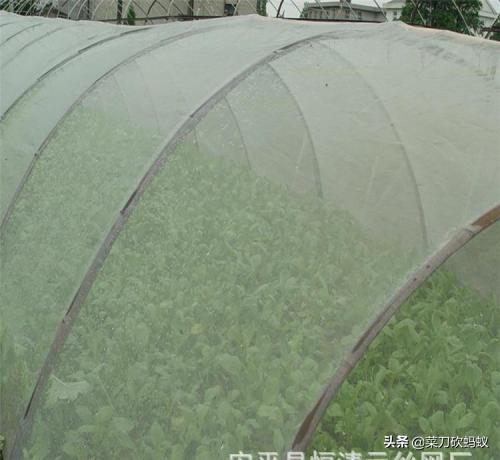怎么样种植有机蔬菜，温室大棚里怎么样预防有害虫子？