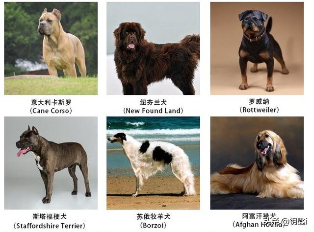 贝林登梗禁养:安徽合肥拟禁养中华田园犬等38种烈性犬，对此你有什么看法？