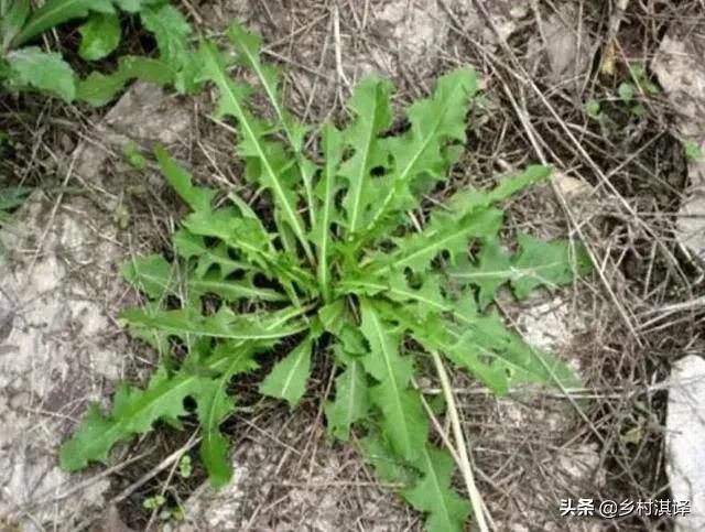 野菜的种类,你的老家在哪里？都有什么野菜？