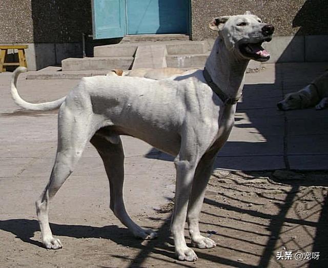 中国田园守望犬:中华田园犬能在城市安身吗？