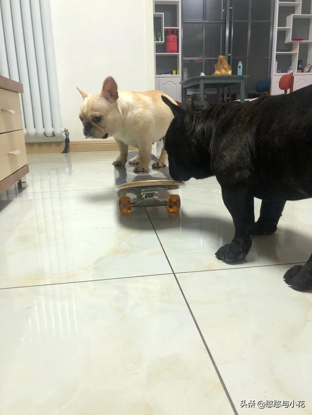 法国斗牛犬性格亲人:我家马犬的性格为什么与网传的不一样？
