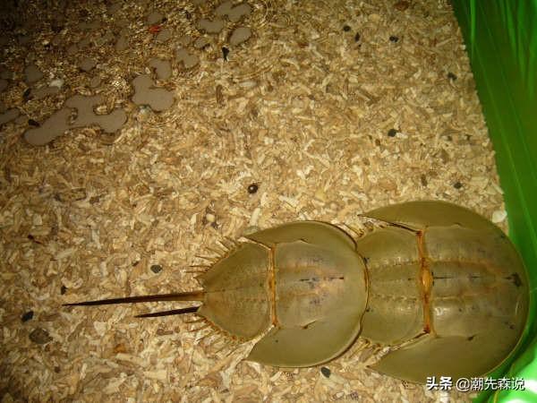 美国夫妇捕获一只紫色小松鼠:小时候经常见的翠鸟，怎么突然见不到了？