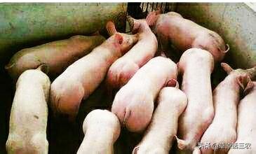 猪寄生虫病:体外寄生虫会引起猪哪些疾病？