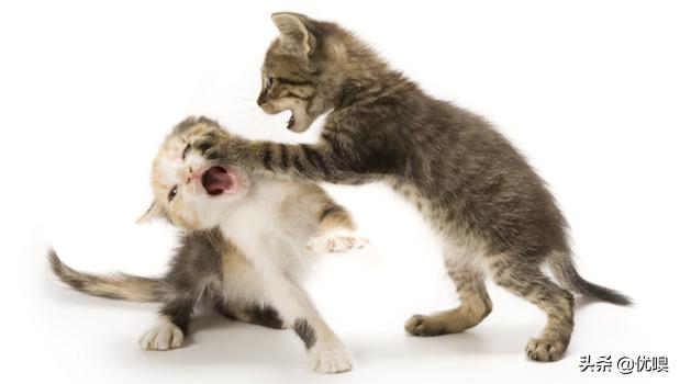 领养猫:领养猫咪前需要准备什么？