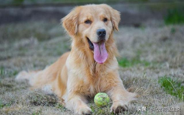 狗玩具:马犬四个月了把宠物球吃了不吃食怎么办？