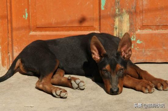 公莱州红犬多少钱一只:莱州红犬能打过一只野狼吗 莱州红犬怎么样？该怎么挑选一只优秀的莱州红幼犬？