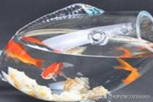 养金鱼的技巧:怎样在家里用简易鱼缸养金鱼？