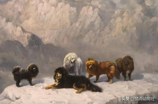 美国藏獒之父:藏獒的祖先也是狼吗？如何驯服的？