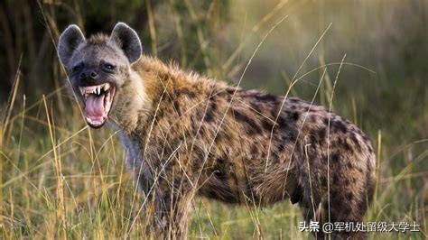 斑鬣狗属于猫科吗:为什么鬣狗可以和狮子争食而豹子却不敢？