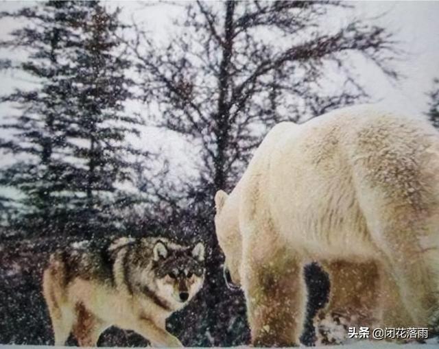 肉垂麦鸡云南亚种:为何大多数狼与狗都惧怕老虎，却不害怕熊？
