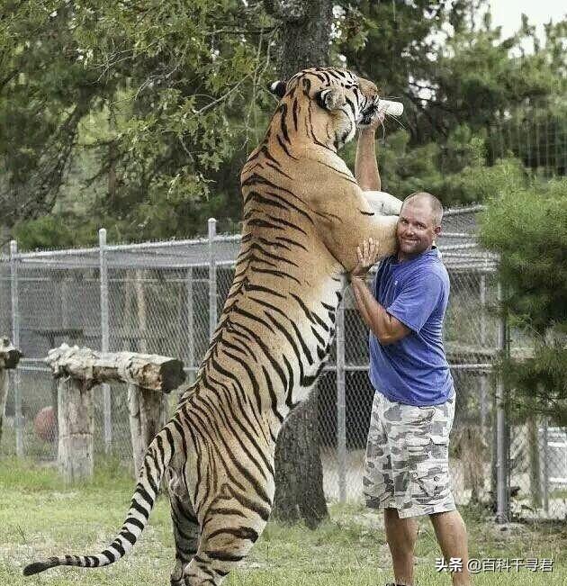 世界最大的猫科动物:猫科动物中战力最强的是谁？ 世界最大的猫科动物是谁