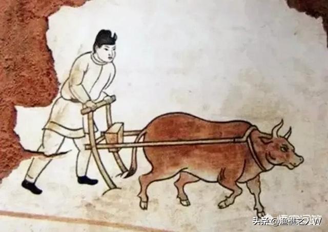 南露脊鲸:最长寿的哺乳动物有哪些(排名)？