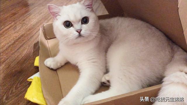 王俊凯哄左手睡觉:你见过最有趣的“神回复”是什么？