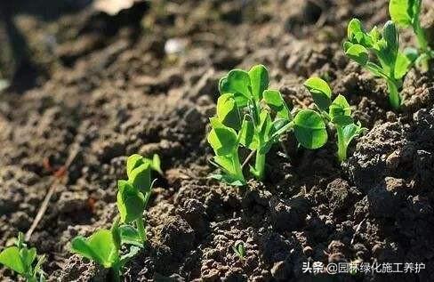 观叶植物营养液花之侣:绿萝黄叶有什么好的营养液吗？