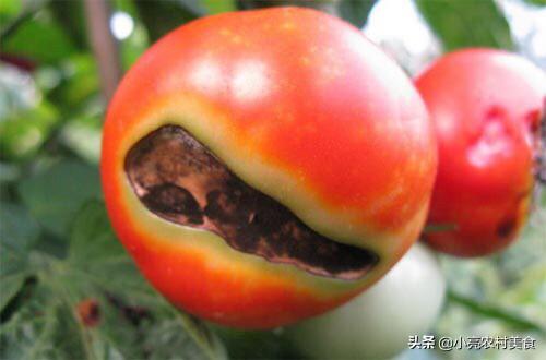 番茄黑筋、转色不均品质差,多半是筋腐病在作怪,如何防治？