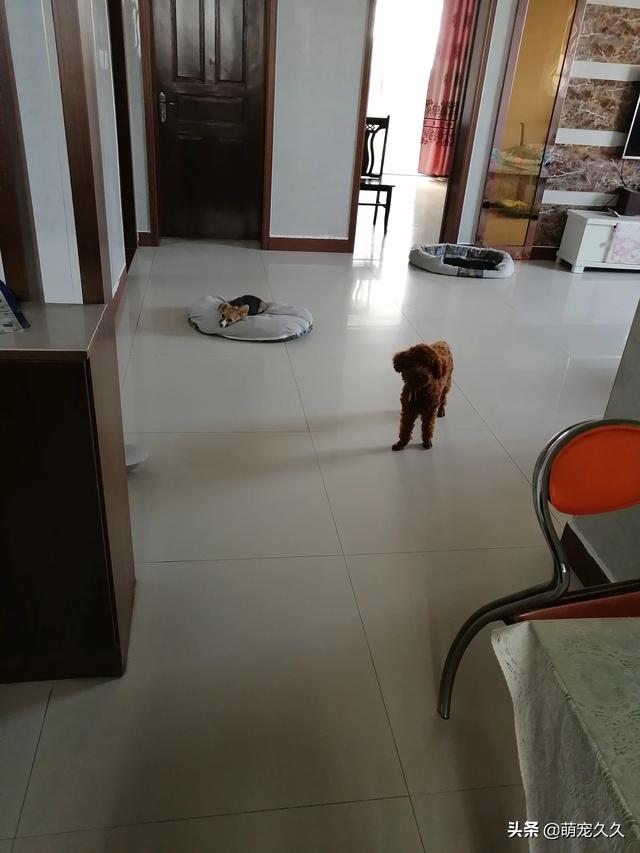 名狗图片凶猛:男孩子喜欢养什么品种的狗狗？