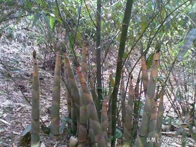 怎么样培育竹种巨龙竹育苗如何做好管理