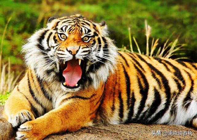 大眼贼是什么动物，隋太祖杨忠杀死的猛兽“揜于”是什么野兽是老虎么