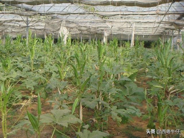 黄蜀葵花和黄秋葵花哪个好:要种植黄秋葵需要掌握哪些实用技术？