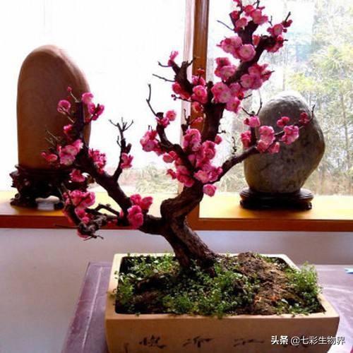 范无病 腊梅:范无病与范腊梅 为什么有的腊梅在立春后开花？