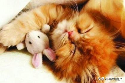 猫食欲不振:猫咪精神不好食欲不振怎么办？