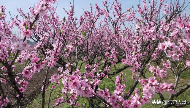 寒露蜜:什么桃树品种，果子大而且特别甜，大神们能普及一下知识吗？