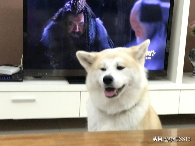 日本柴犬图片:怎么区分秋田犬和柴犬的图片？