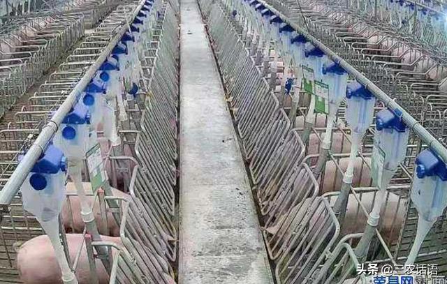 建一个100万头猪厂投资多少？要注意什么？