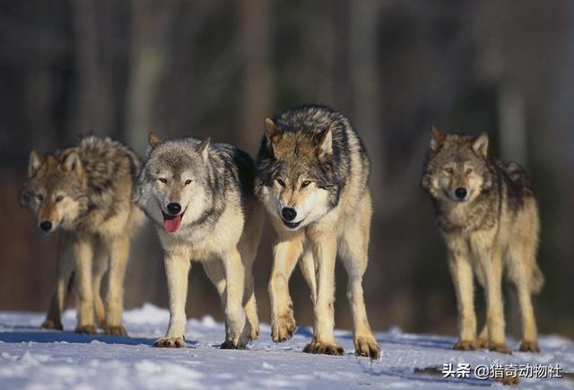 俄罗斯猎狼犬种公:狼群中的头狼是公狼还是母狼？为什么？