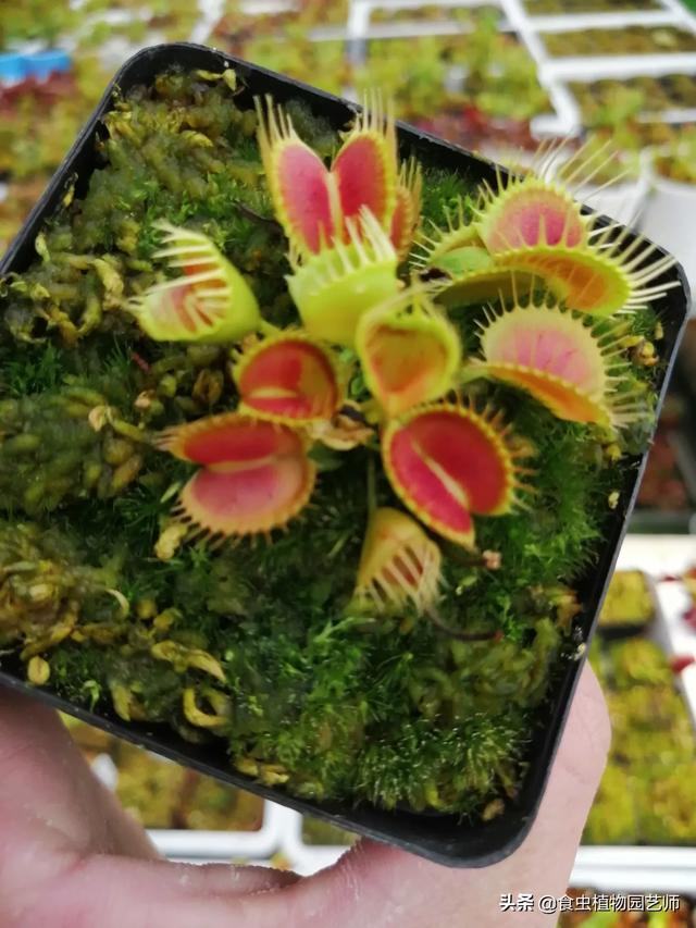 食人花吃人:世界上真的有所谓的食人花吗