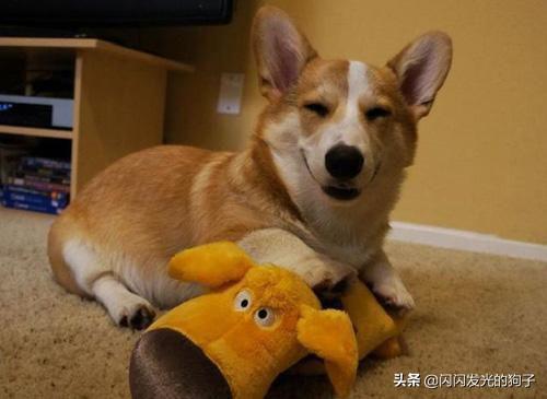 犬感冒,狗生病了吃什么药好得快？