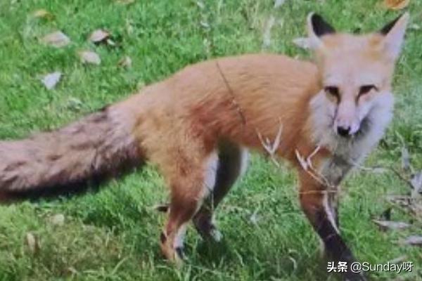 宠物好听的名字:怎么给幸福宠物狐狸取一个好听的名字呢？