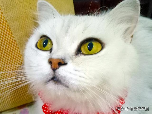 猫眼膜多出來了:养了猫咪之后整个屋子遍地是毛，你是怎么解决这个麻烦的？