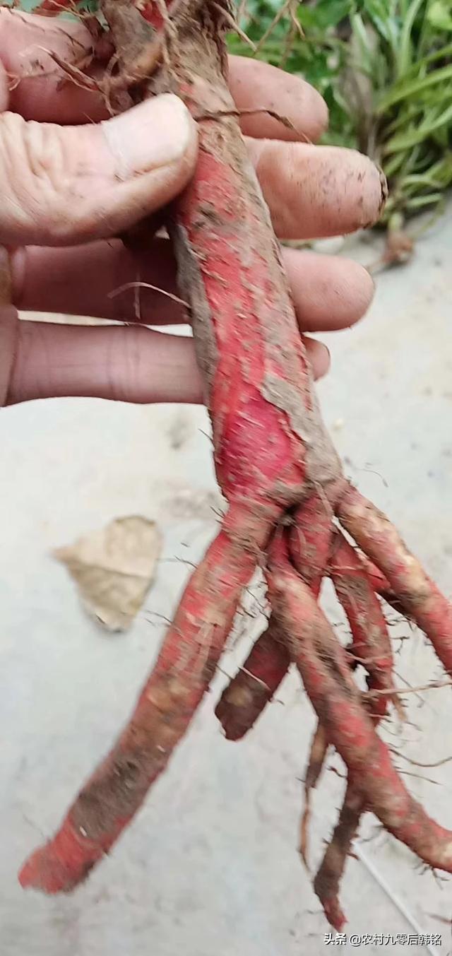 我想回湖南投资农业,养殖,种植药材,请问大家种什么药材好？