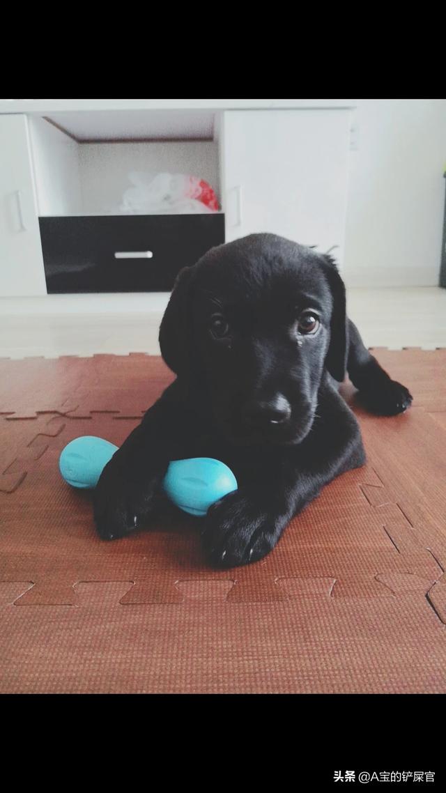 伴侣犬:有人说恶霸犬是很好的伴侣犬，但为什么有些人后悔养它？
