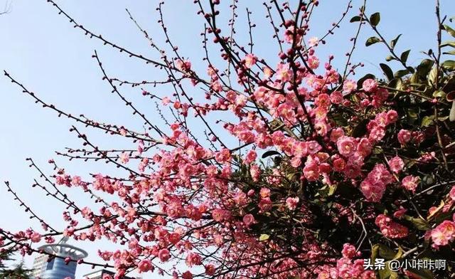 梅花象征着什么意义和人:梅花象征着什么样的品格代表的人物有谁？