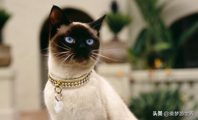 暹罗猫:暹罗猫应该怎么遛？要天天遛吗？