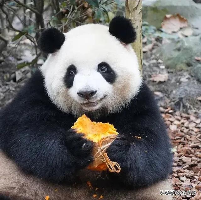 歷史上兇猛的食鐵獸變成靠賣萌為生的國寶,熊貓經歷了什麼?