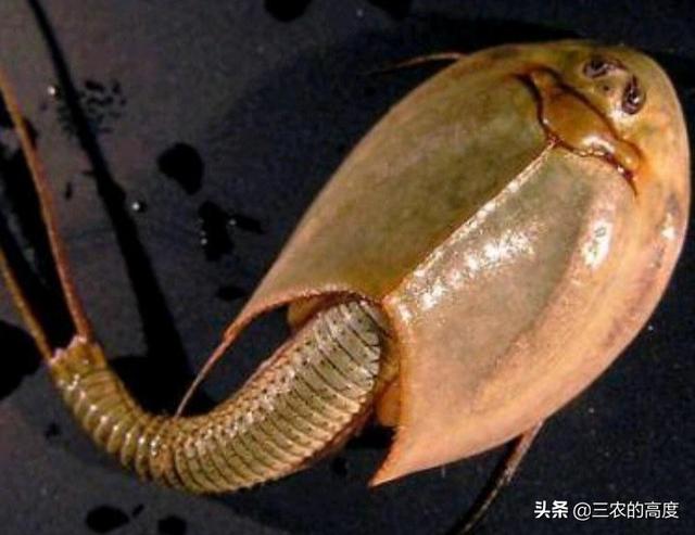 农村水稻田名叫“王八盖子”的虫子,像鱼又似虾,长得很吓人,是益虫还是害虫？