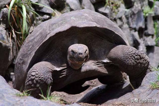 亚达伯拉象龟能长多大:千年神龟真的存在吗？世界上最大的乌龟有多大？