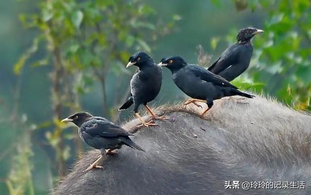 八哥吃什么饲料好:怎么样制作幼八哥鸟的饲料？20多天大的，都需要买什么配料？