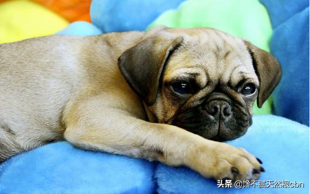 宠物店巴哥犬价格:怎样区分法国斗牛犬和巴哥犬？